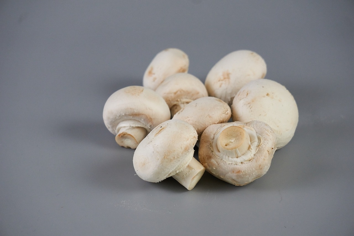 white button mushroom9